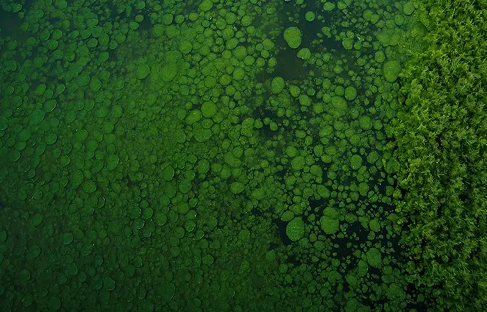 Natural Green Moss Wallpaper Image